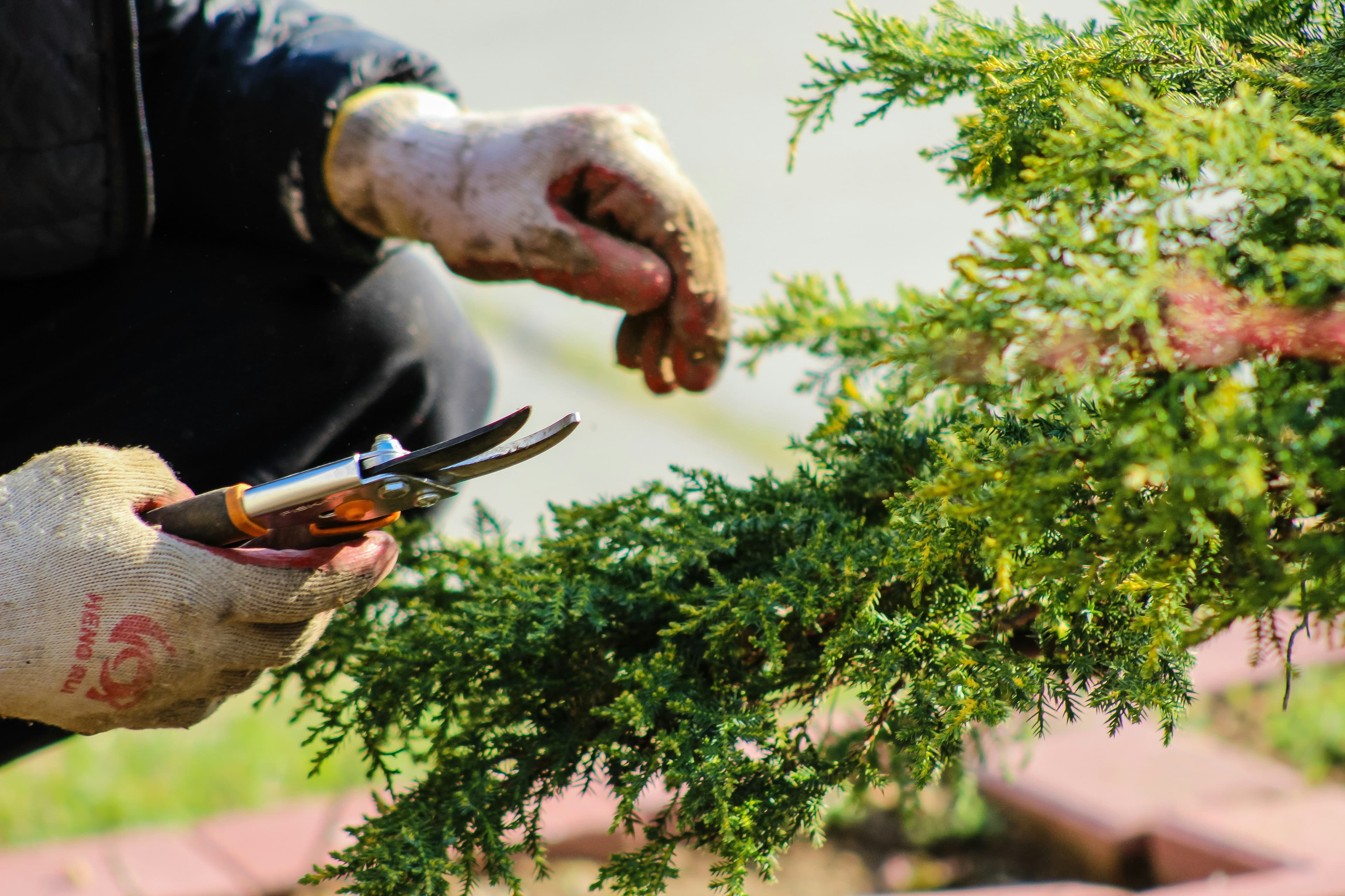 Selective pruning to shape shrubs and small trees, remove deadwood, lift canopies away from paths and windows, and open the plant for light and airflow. We cut to the node (not shear blindly) to encourage healthy regrowth, finish with a tidy edge, and remove all green waste ideal for quarterly care or pre-season cleanups.